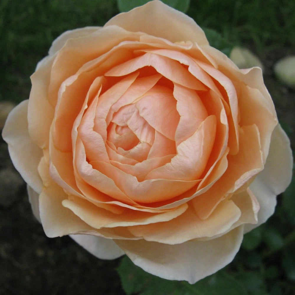 Piante Rosa Anna Fendi, foto reali