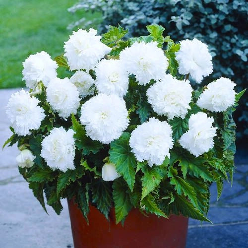 Bulbi di Begonia Bianco 5/6 – Fioritura elegante e luminosa