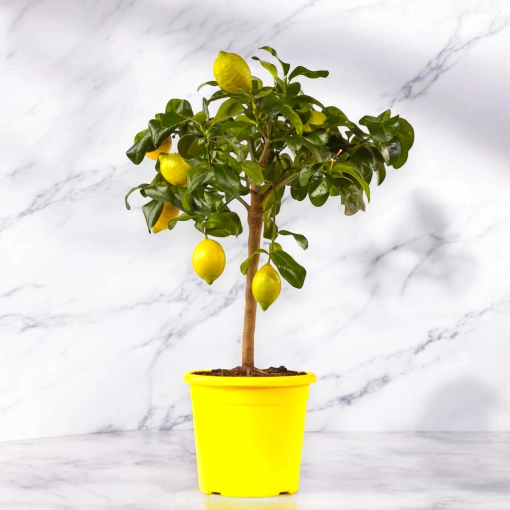 Gardenaria Limone Zagara Bianca - Citrus limon 'Zagara Bianca' - Pianta di agrume da frutto in vaso Altezza: 160 cm (vaso 35)