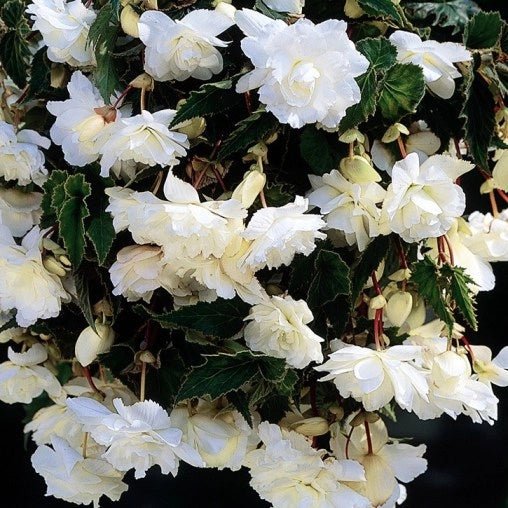 Bulbi di Begonia Bianco 5/6 – Fioritura elegante e luminosa