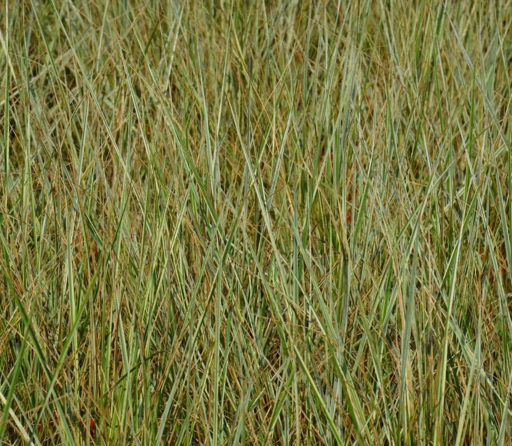 Gardenaria Calamagrostis acutiflora 'Overdam' - Graminacea ornamentale da esterno Altezza: 100 cm (vaso 24)