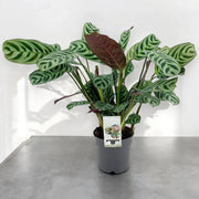 Gardenaria Ctenanthe burle-marxii - Pianta da interno ornamentale Altezza: 45 cm (vaso 14)