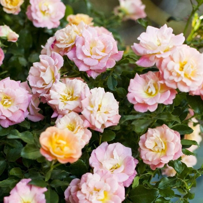 Pianta ROSA PEACH DRIFT® alberello rosa arancio MEILLAND FOTO REALE