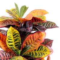 Croton Artificiale con Vaso, Composto da 136 Foglie Altezza 100 cm Verde