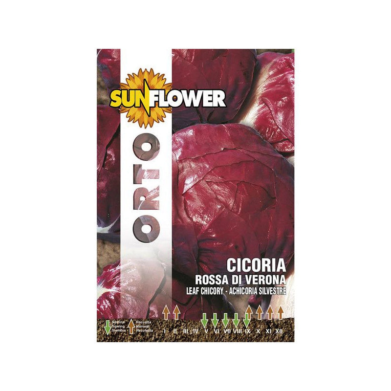 Sementi Cicoria Rossa Di Verona Sunflower