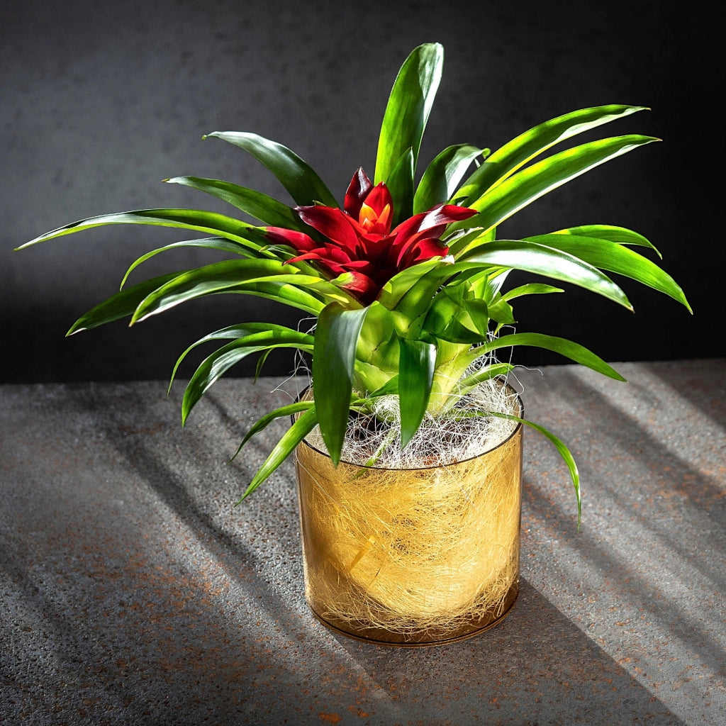 Vaso da fiori rotondo KADAX in plastica, 12,5 cm, arancione