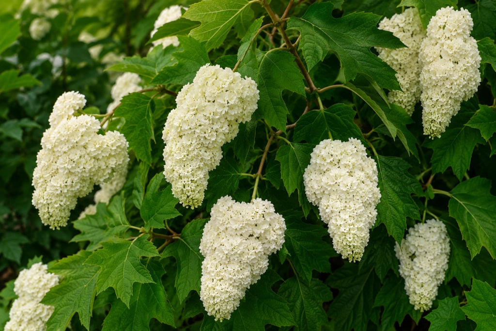 Gardenaria Ortensia - Hydrangea Quercifolia 'Harmony' - Pianta acidofila ornamentale da esterno Altezza: 40/50 cm (vaso19)