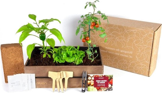 Coltivazione di Verdura Urbana - Semi Biologici Spagnoli - (Semi per Insalata, Radice, Peperoni e Pomodori Cherry) - Kit di Coltivazione Completo