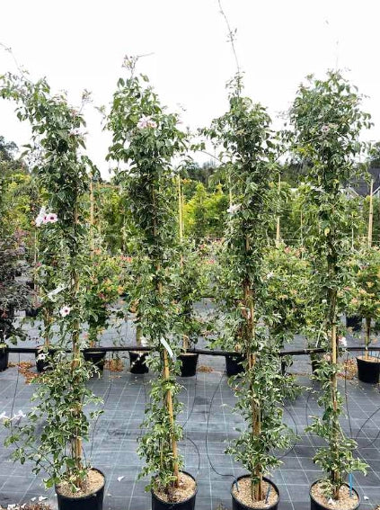 Pandorea jasminoide variegata vaso 18cm,  h 120cm