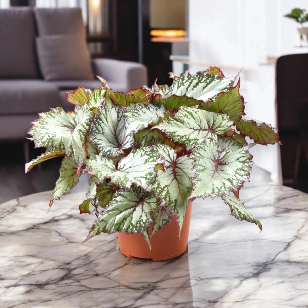 Gardenaria Begonia rex 'Asian tundra' - Pianta da interno ornamentale Altezza: 32 cm (vaso 17)
