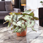 Gardenaria Begonia rex 'Asian tundra' - Pianta da interno ornamentale Altezza: 32 cm (vaso 17)