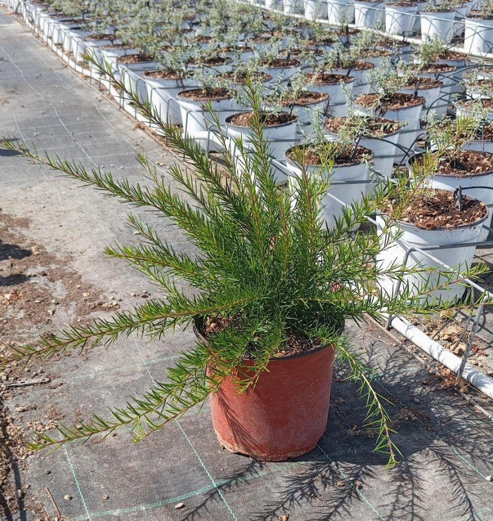GREVILLEA JUNIPERINA VASO 18