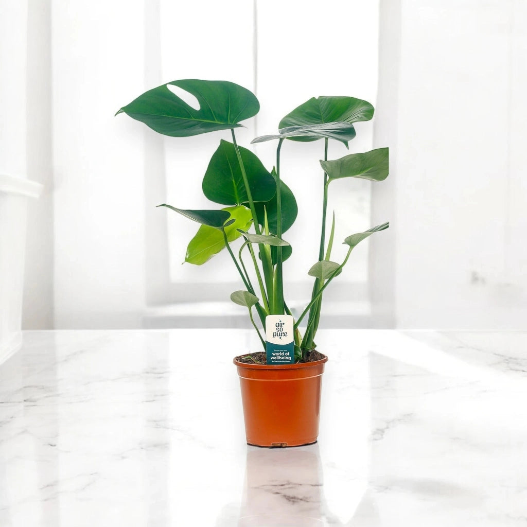 Gardenaria Monstera deliciosa - Pianta da interno ornamentale Altezza: 50 cm (vaso 14)
