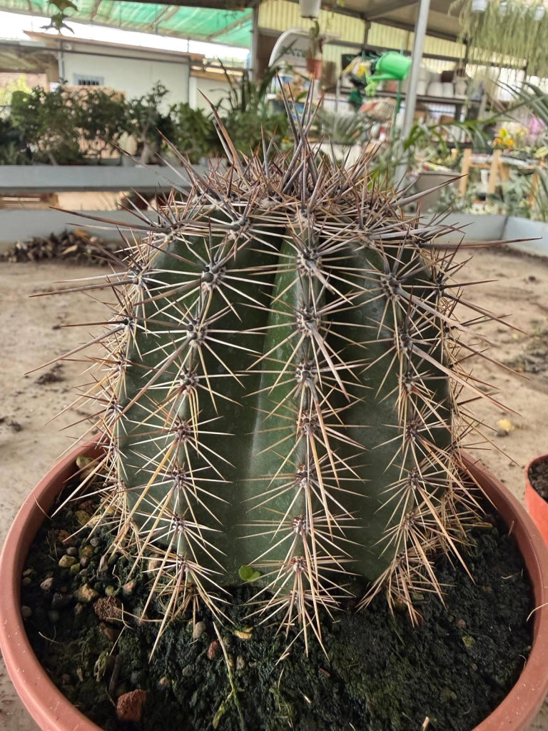 Cactus Saguaro (Carnegiea gigantea) in vaso 17 cm