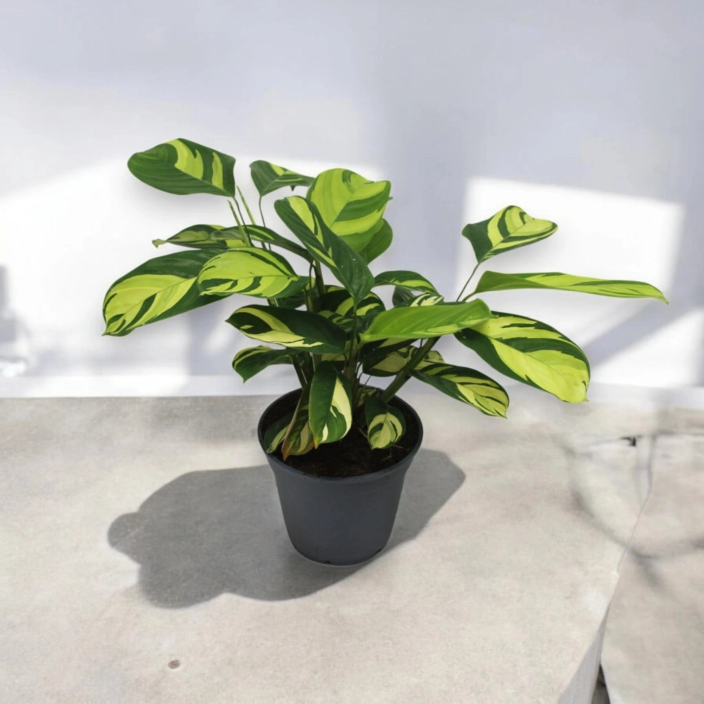 Gardenaria Ctenanthe pilosa 'Golden mosaic' - Pianta da interno ornamentale Altezza: 45 cm (vaso 17)