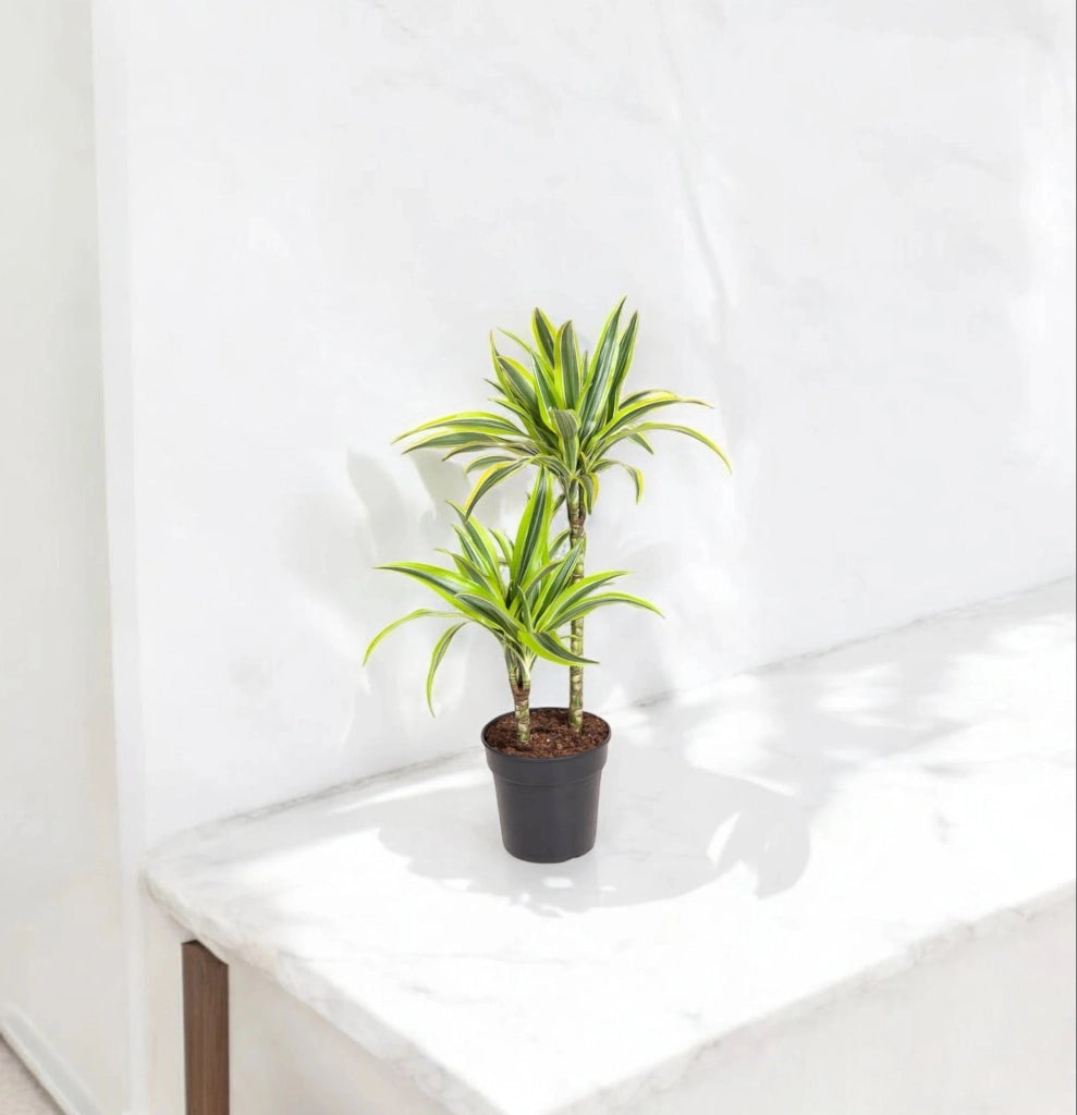 Gardenaria Dracaena fragrans 'Lemon Lime' - Pianta da interno ornamentale Altezza: 130/140 cm (vaso 22)