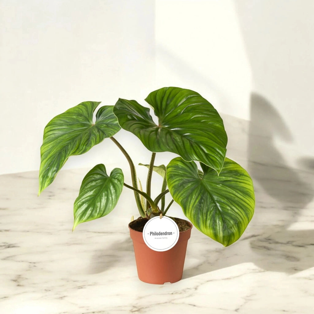 Gardenaria Philodendron 'Plowmanii' - Pianta da interno ornamentale Altezza: 30 cm (vaso 12)