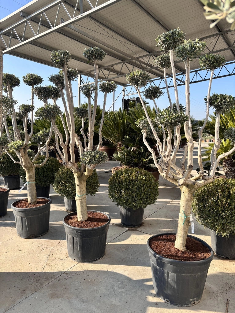 OLEA EUROPAEA ALB.60 PALCHI CIPRESSINO CRF.35/45