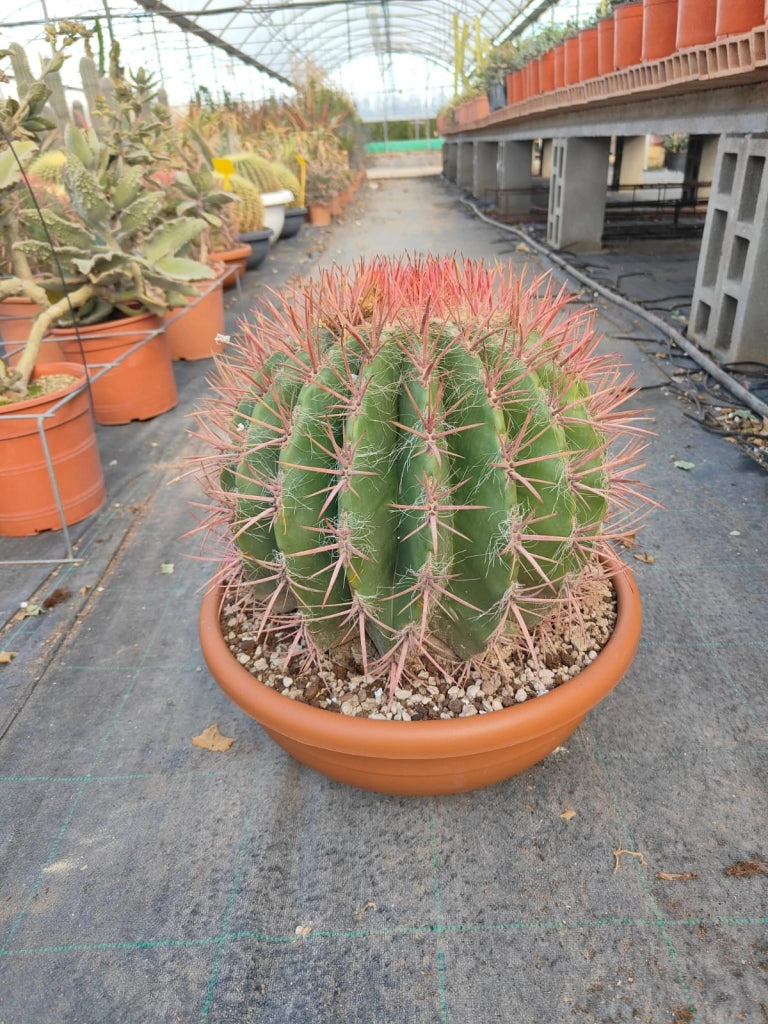 FEROCACTUS STAINESII (CACTUS BARILE) CIOTOLA DM 50 CM