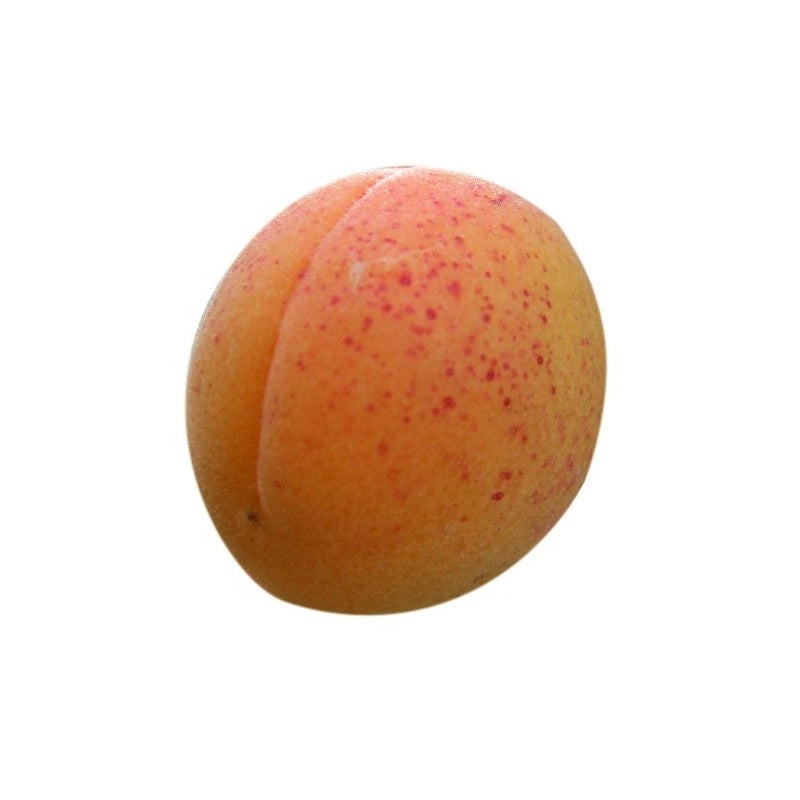 ALBICOCCO SAN CASTRESE (PRUNUS ARMENIACA) - Albero da frutta frutto foto Reali