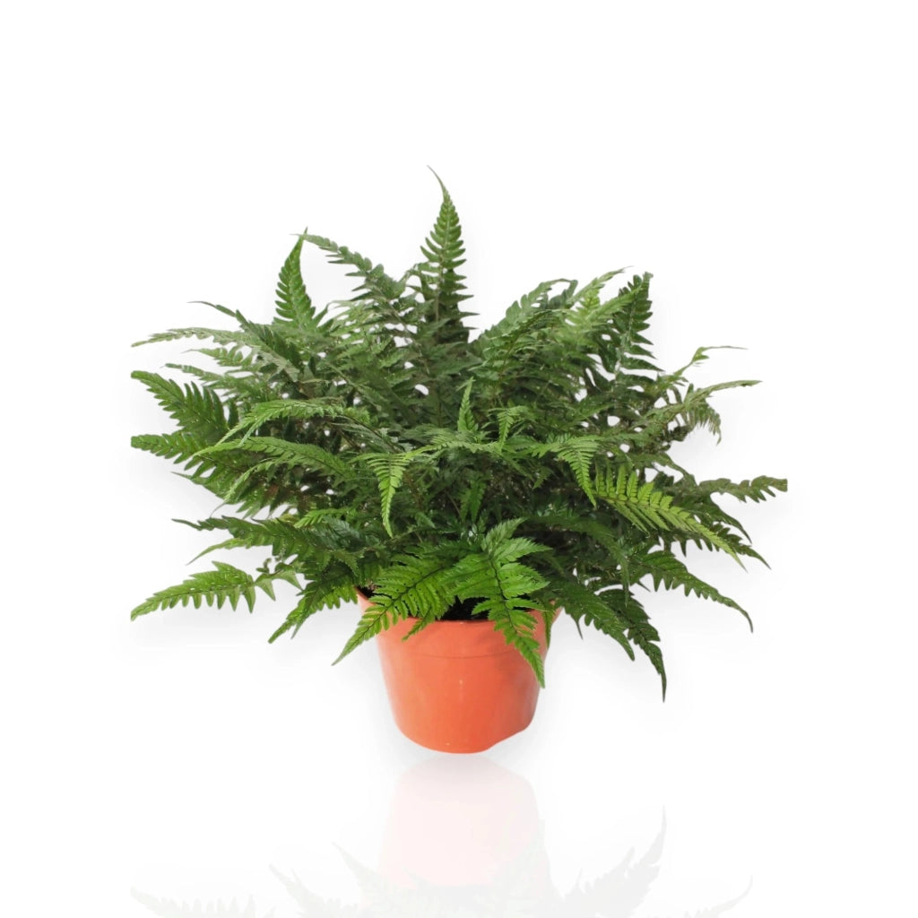 Gardenaria Athyrium spicatum - Pianta da interno ornamentale Altezza: 25cm (vaso 25)
