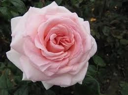 MEILLAND Rosa Prince Jardinier rifiorente profumata fiore grande elegante