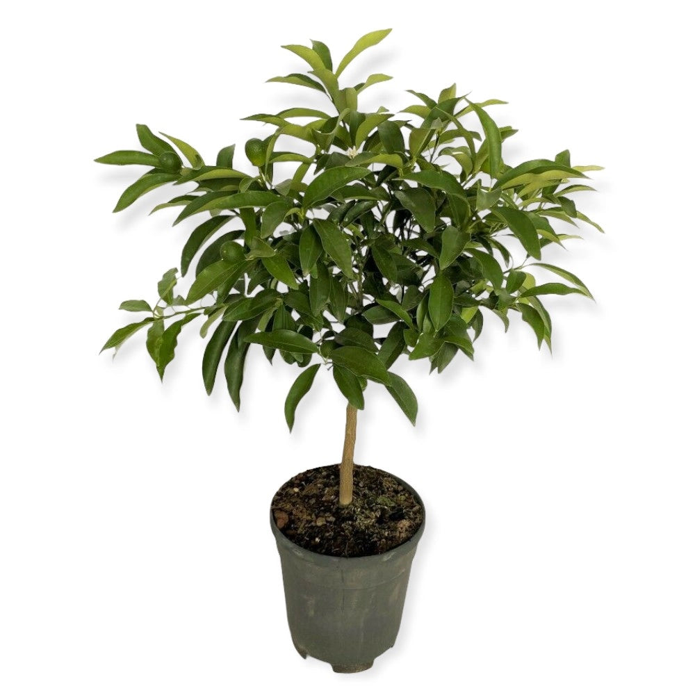 PIANTA ALBERO KUMQUAT mandarino cinese FORTUNELLA IN VASO 20CM h 70cm FOTO REALE