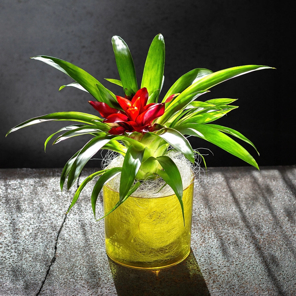 Vaso da fiori rotondo in plastica KADAX, 12,5 cm, giallo