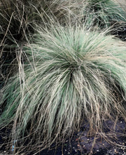 Gardenaria Carex 'Comans Frosted Curls' - Graminacea ornamentale da esterno Altezza: 40 cm (vaso 17)