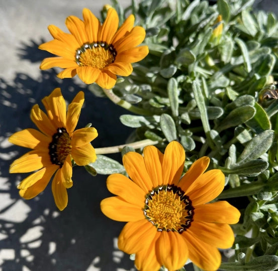 Pianta Gazania marittima, vaso 18 foto reali Colore: Arancio