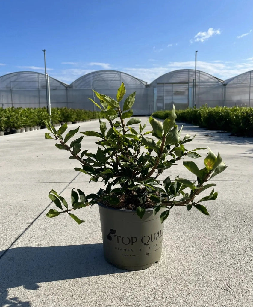 Gardenaria Evonimo - Euonymus 'Alatus' - Arbusto ornamentale da giardino Altezza: 40/60 cm (vaso19)