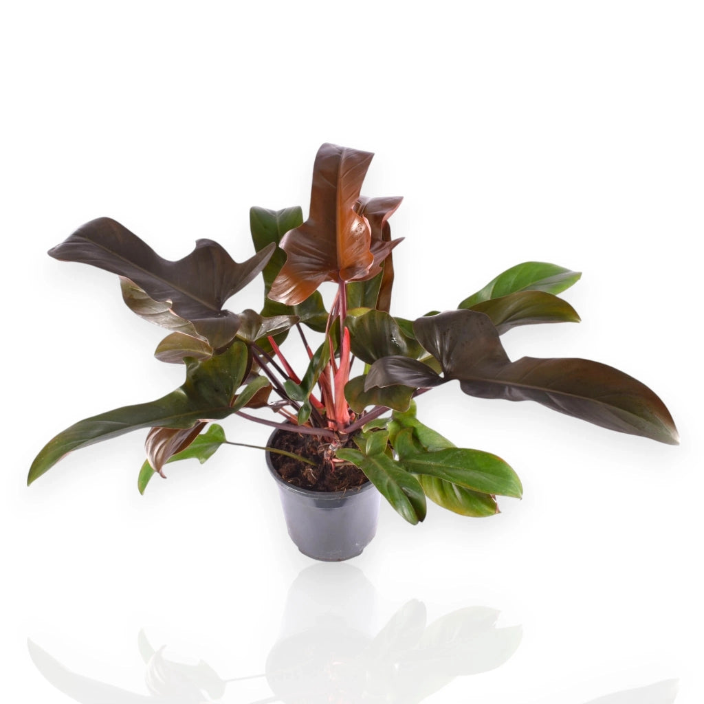 Gardenaria Philodendron 'Florida Bronze' - Pianta da interno ornamentale Altezza: 40 cm (vaso 12)