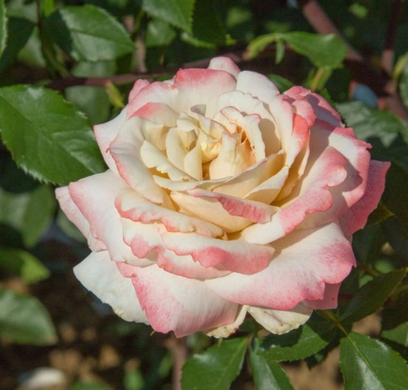 Rosa LYON LUMIERES ® Meivanae