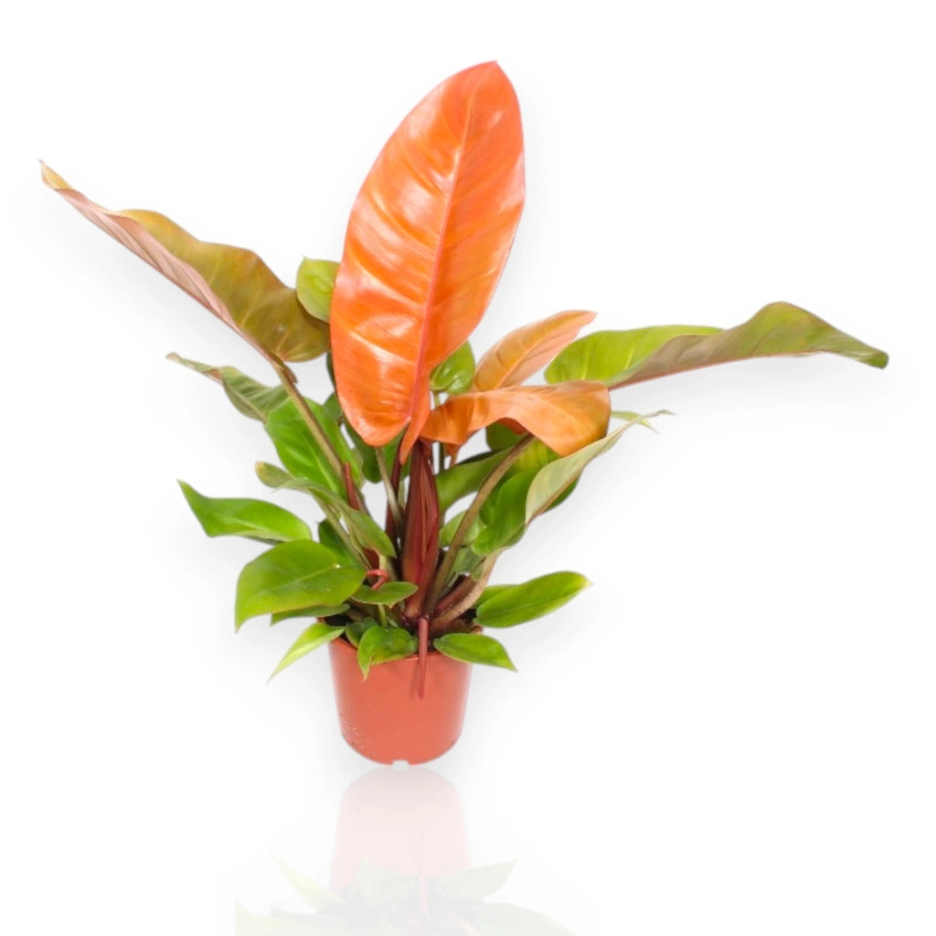 Gardenaria Philodendron 'Prince of orange' - Pianta da interno ornamentale Altezza: 30 cm (vaso 14)