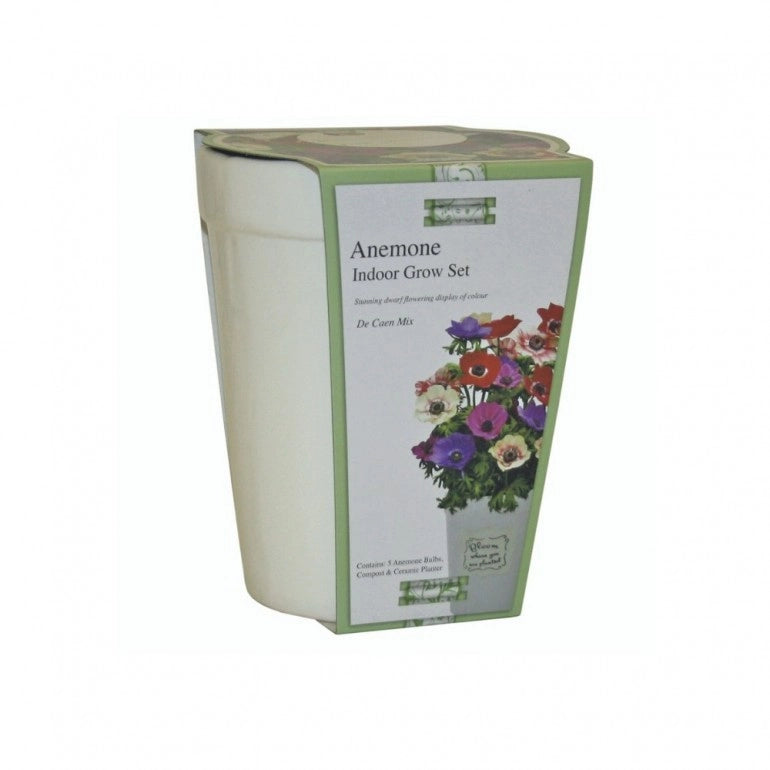 Kit Coltivazione Fiori di Anemoni "De Caen" misti, con vaso in ceramica, terriccio e semi
