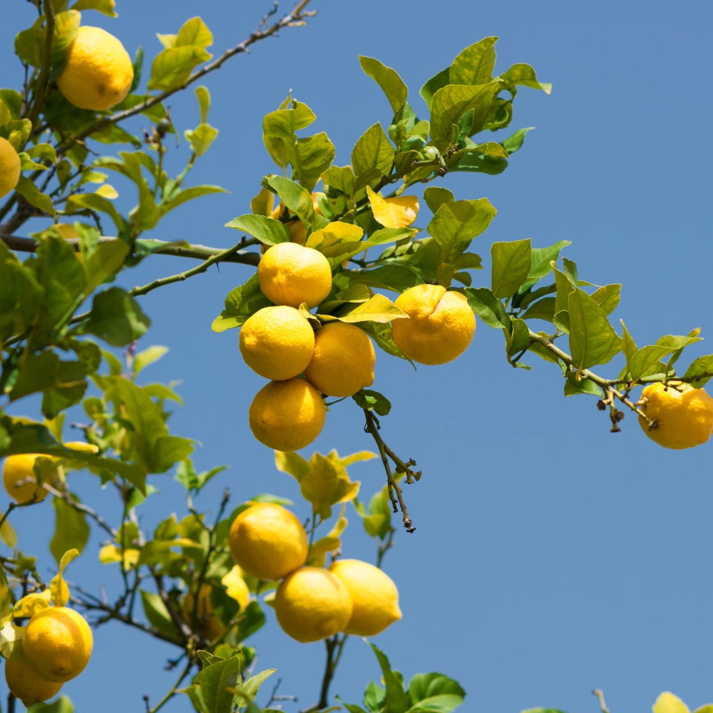 Gardenaria Limone Adamo - Citrus limon 'Adamo' - Pianta di agrume da frutto in vaso Altezza: 40 cm (vaso 15)