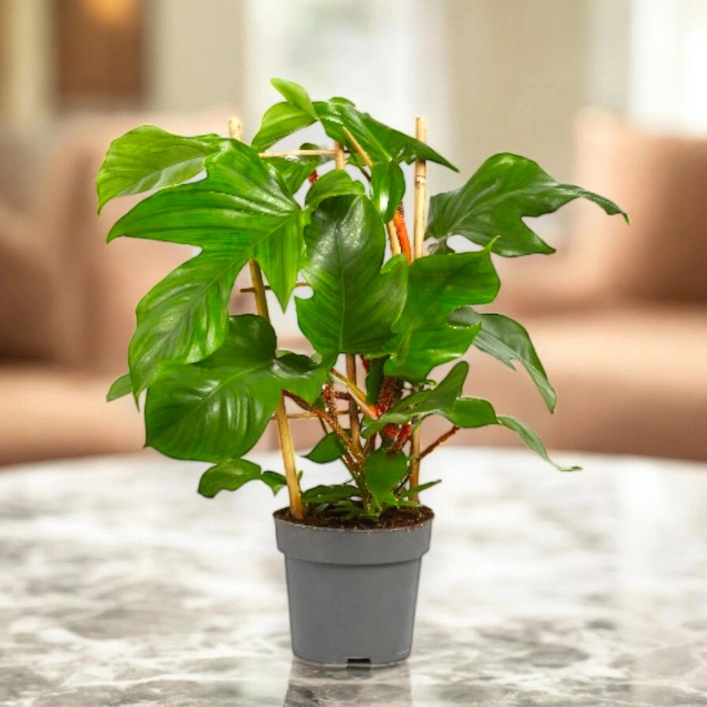Gardenaria Philodendron squamiferum - Pianta da interno ornamentale Altezza: 40 cm (vaso 14)