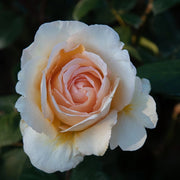 Piante Rosa Anna Fendi, foto reali