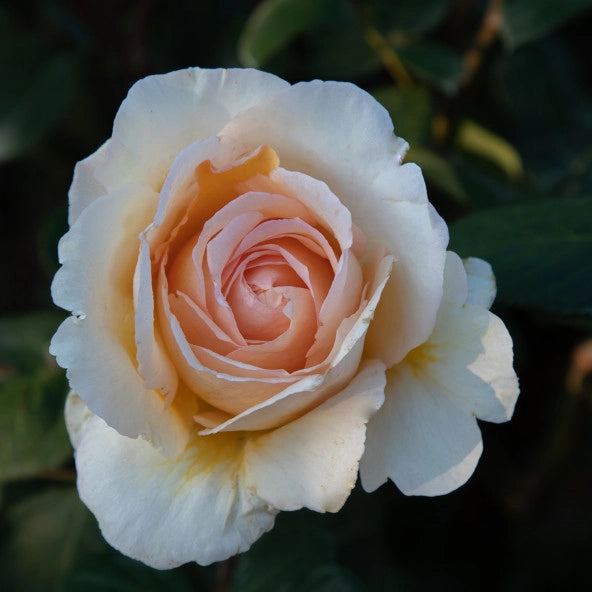Piante Rosa Anna Fendi, foto reali