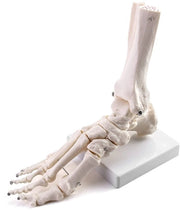 Modello di Articolazione del Piede Umano a Skeletto