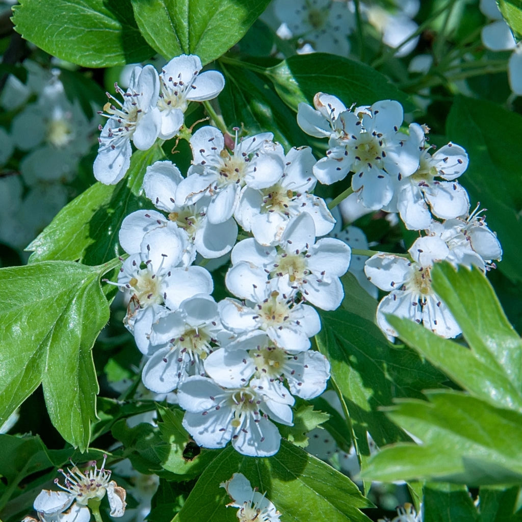 Gardenaria Crataegus monogyna - Arbusto ornamentale da giardino Altezza: 30/35 cm (vaso19)