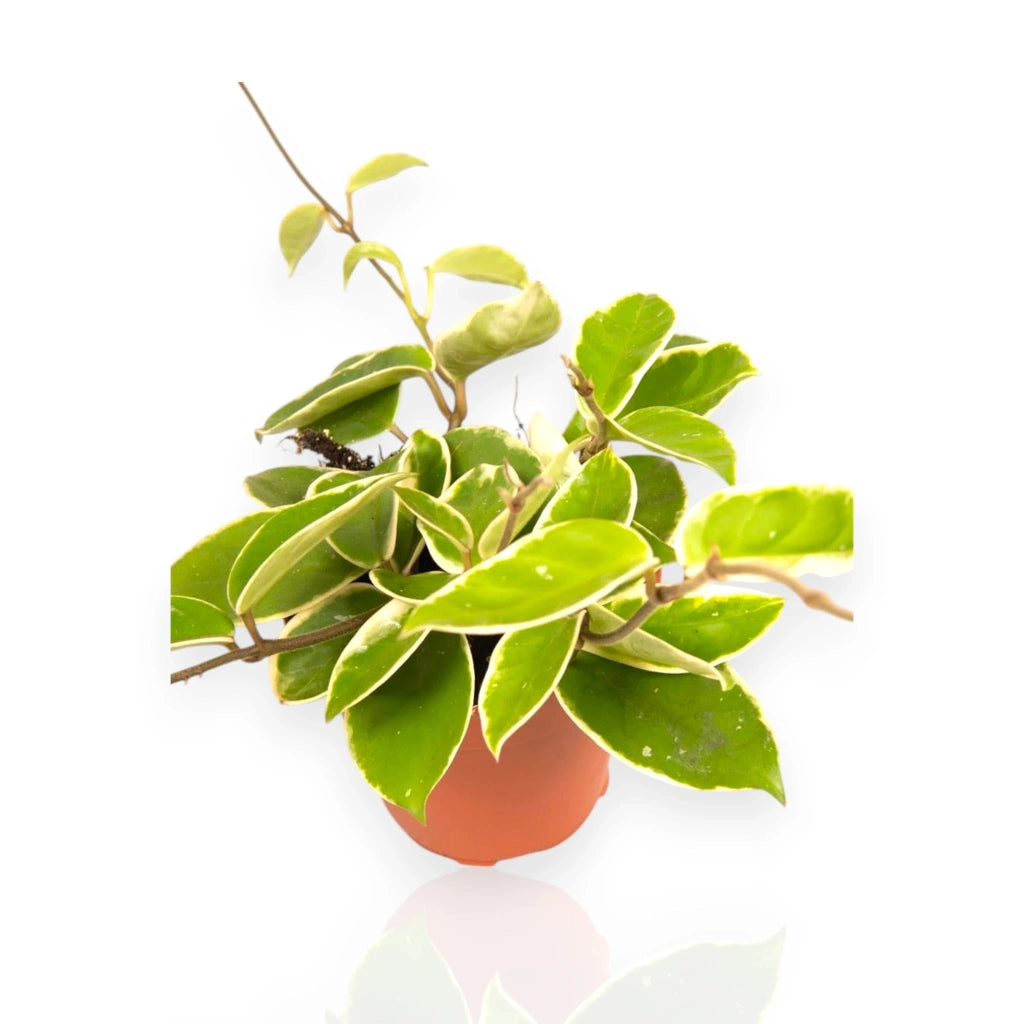 Gardenaria Hoya carnosa 'Krimson Queen' - Pianta da interno ornamentale Altezza: 20 cm (vaso 12)