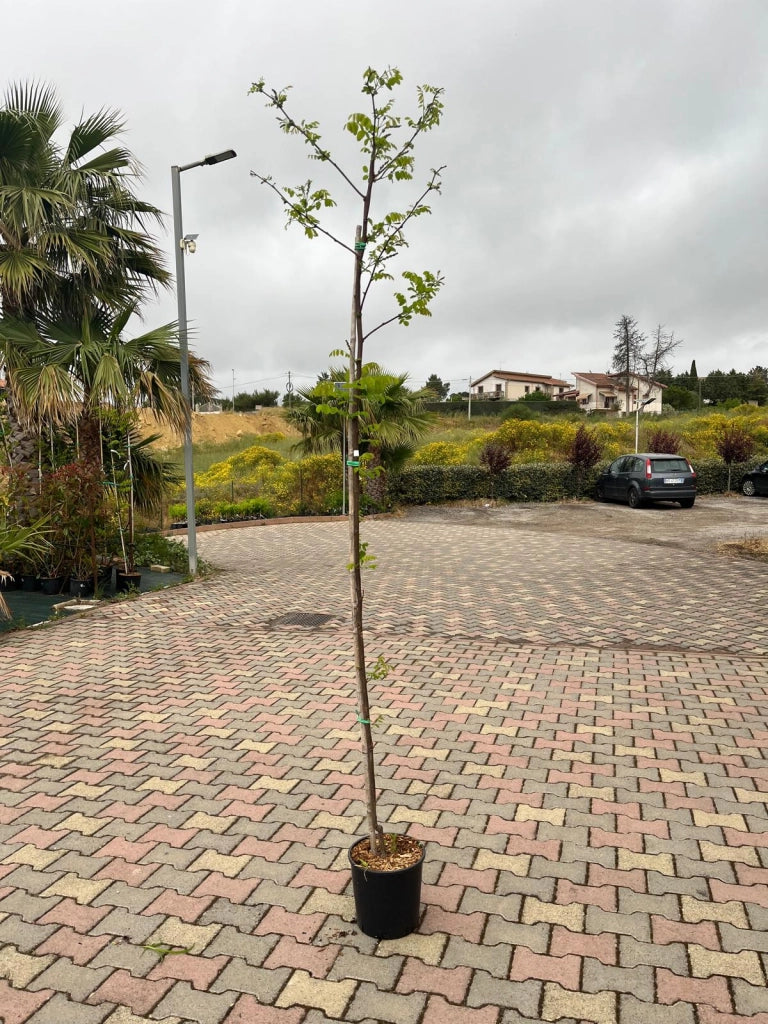 Pianta di acacia Robinia fiore rosso Georgia da Torino in vaso 24 cm AMDGarden