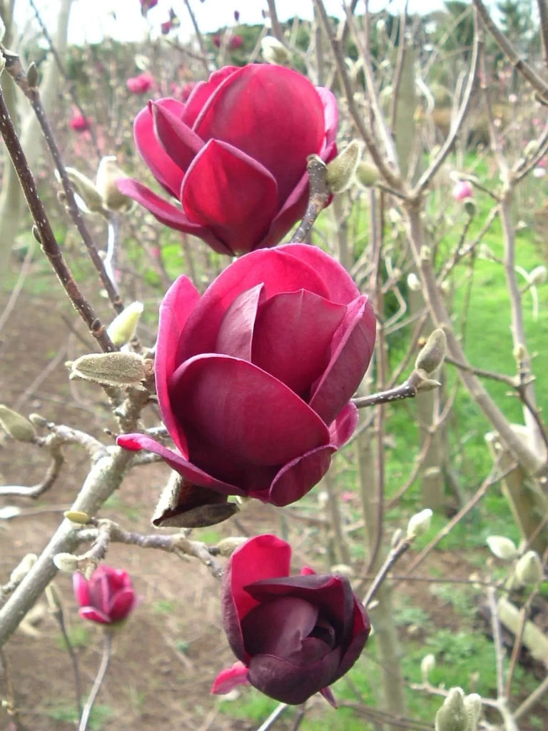 Gardenaria Magnolia 'X Genie' - Arbusto ornamentale da giardino Altezza: 50/70 cm (vaso19)