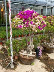 Buganvillea Bougainvillea Bonsai Vaso 60 cm Arbusto Rampicante da Esterno