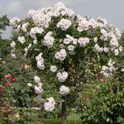 Pianta ROSA ICE MEILLANDECORE® alberello BIANCA MEILLAND PIANGENTE vaso 24 FOTO