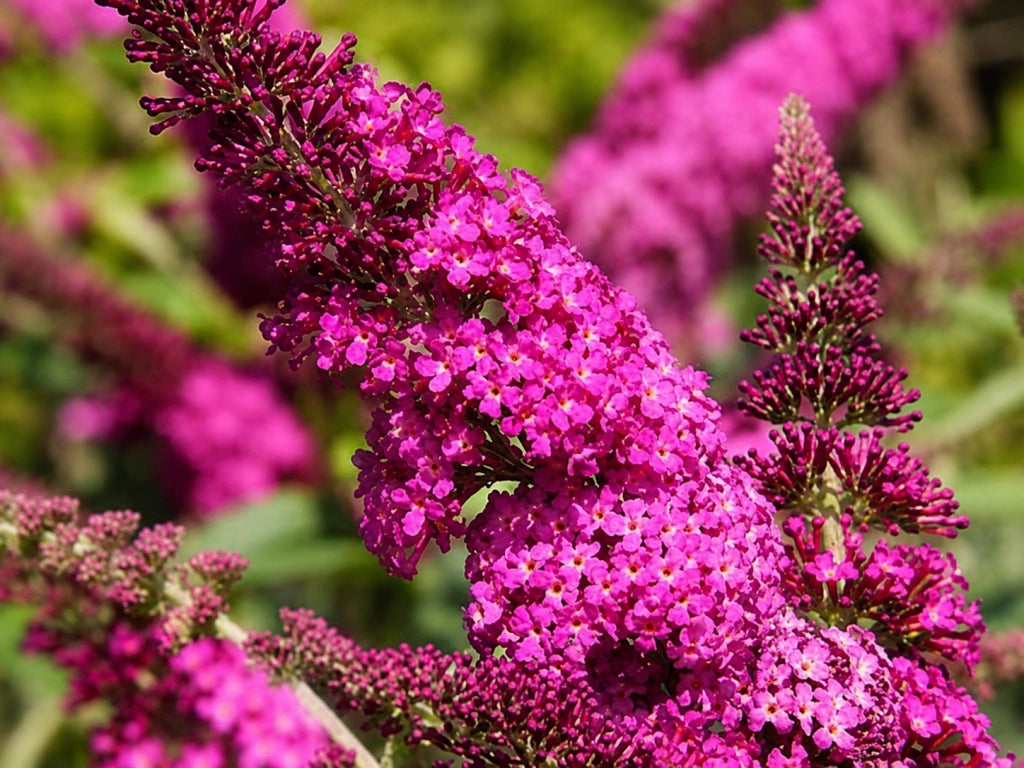 Gardenaria Buddleja 'Miss Ruby' - Arbusto ornamentale da giardino Altezza: 40/60 cm (vaso19)
