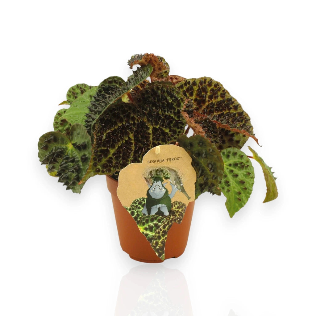 Gardenaria Begonia ferox - Pianta da interno ornamentale Altezza: 25 cm (vaso 12)