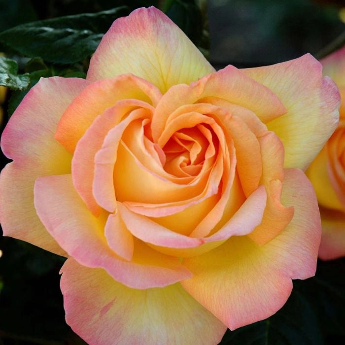 Rosa ad alberello MME A. Gioia Pace ® Meilland h 120 cm in vaso 24 cm AMDGarden