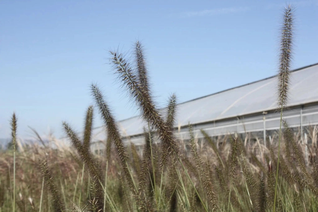Gardenaria Pennisetum alopecuroides 'Foxtrot' - Graminacea ornamentale da esterno Altezza: Vaso 19